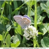 polyom bellargus imago1 kher